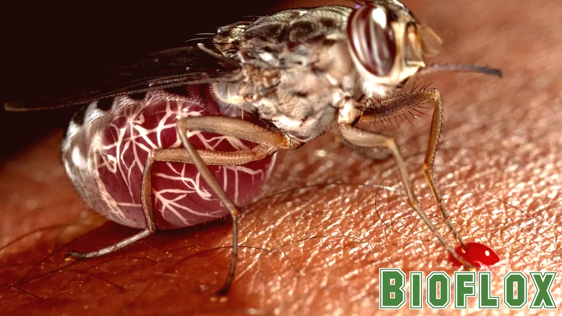 A new drug could be the beginning of the end for sleeping sickness