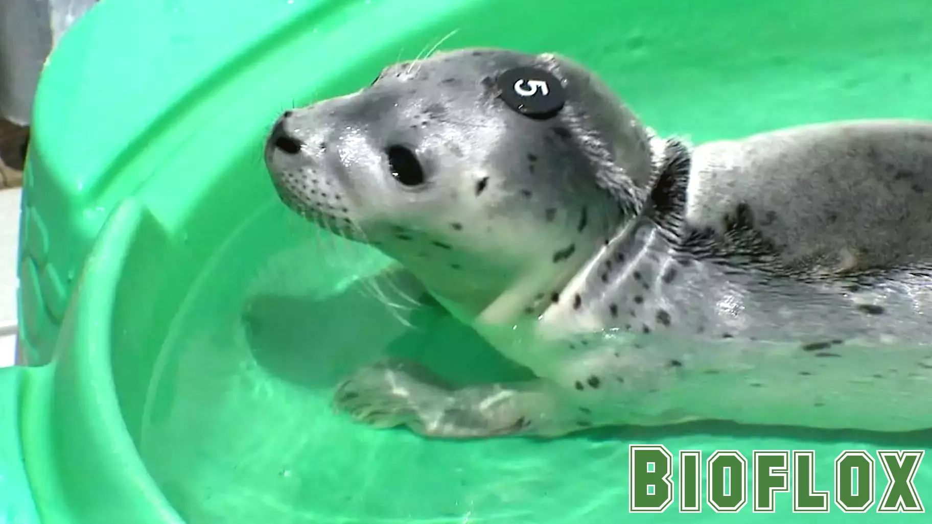 Abandoned Seal Pup Receives Care and Rehabilitation for Return to the Wild