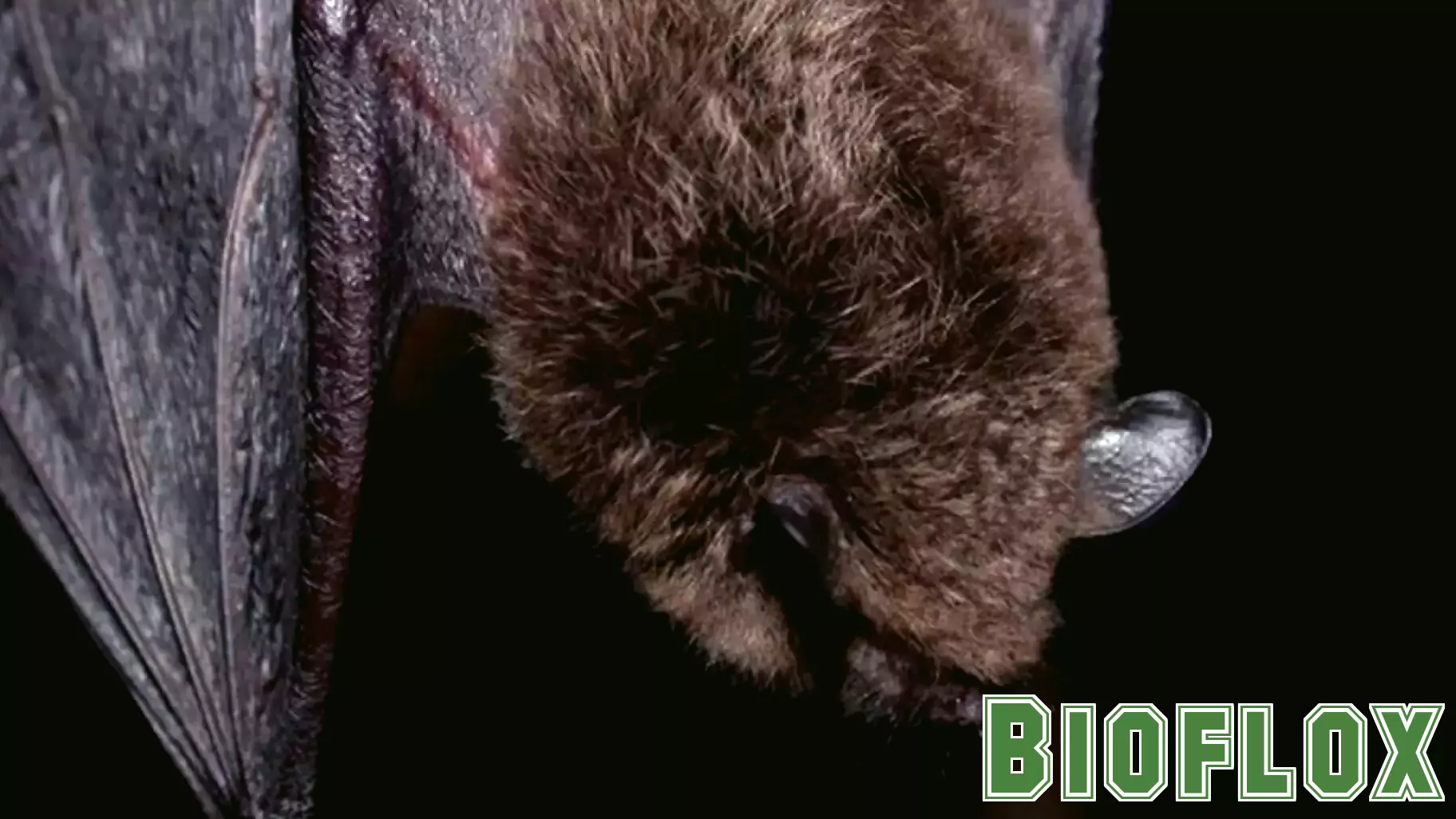 Bat tests positive for rabies in Haddonfield, health officials say
