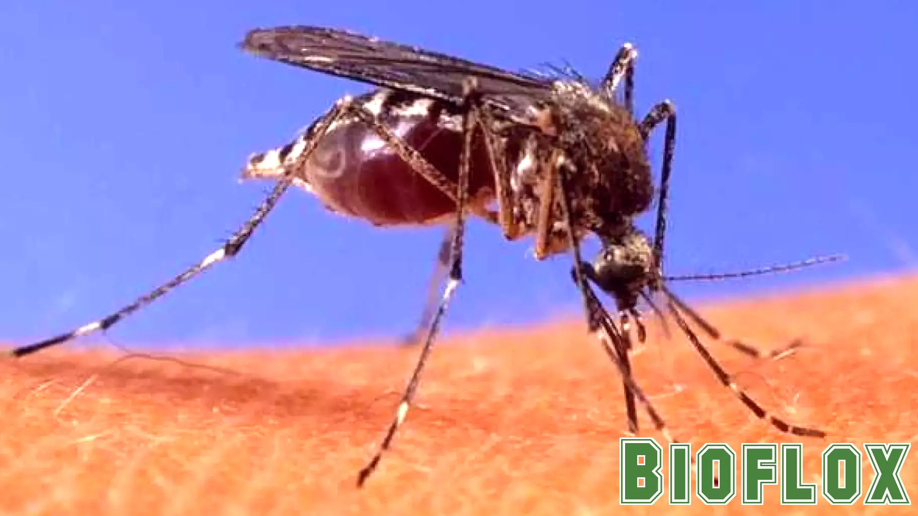First Animal Case of West Nile Virus Reported in Massachusetts for 2025