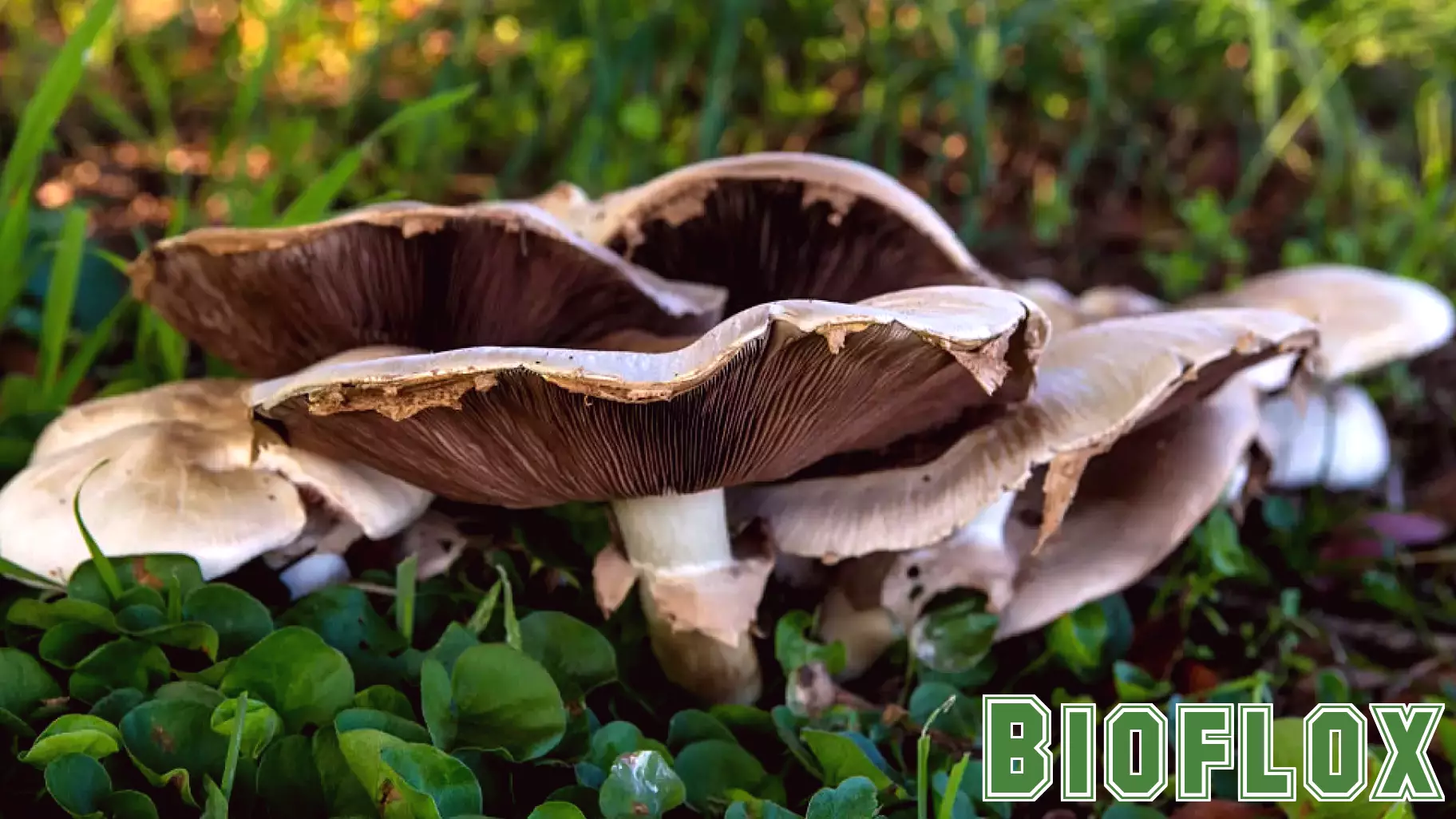 Poisonous wild bloom in CA linked to 50 illnesses, 4 deaths
