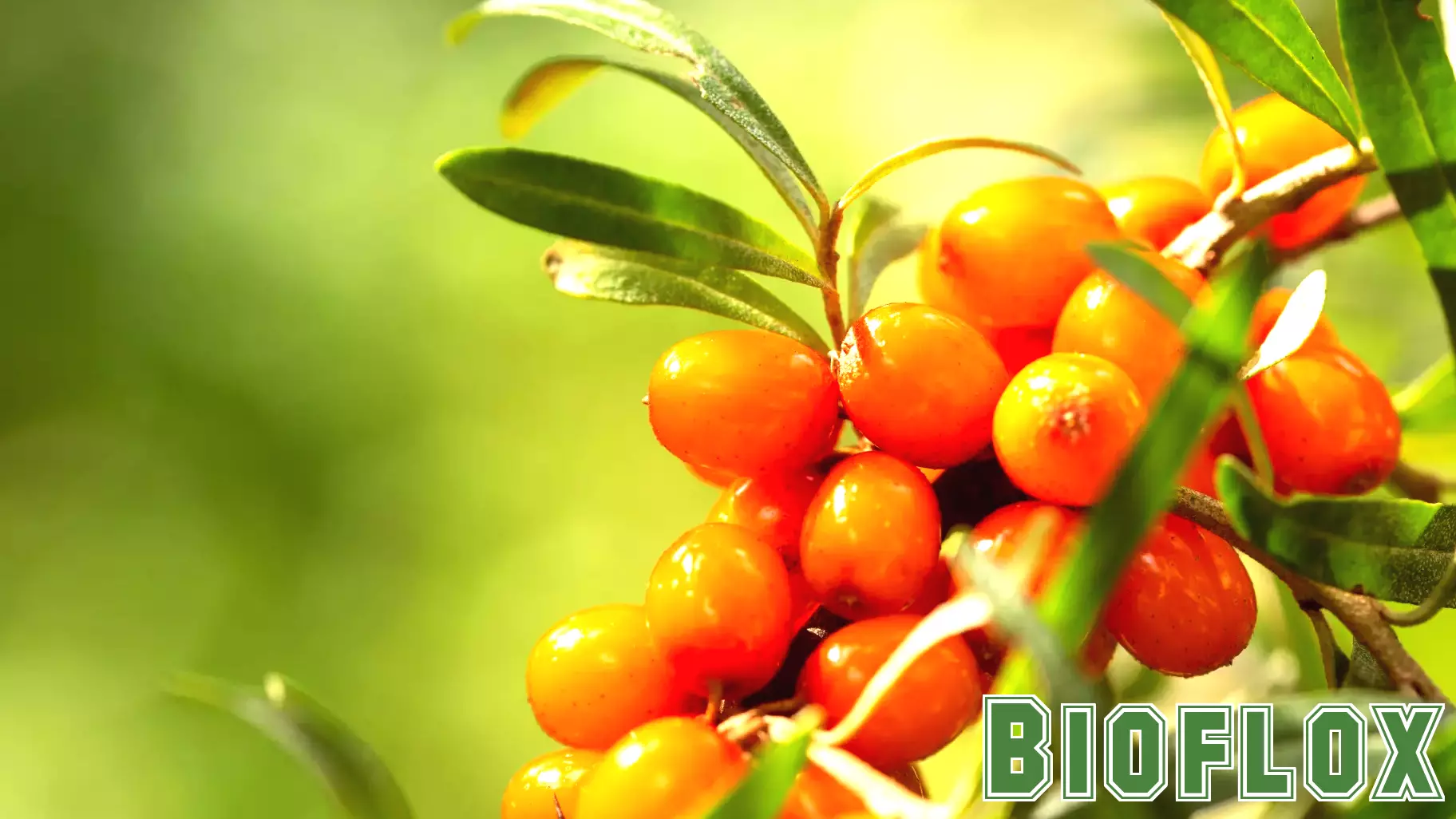 Sea Buckthorn and Respiratory Health: What Pharmacists Need to Know