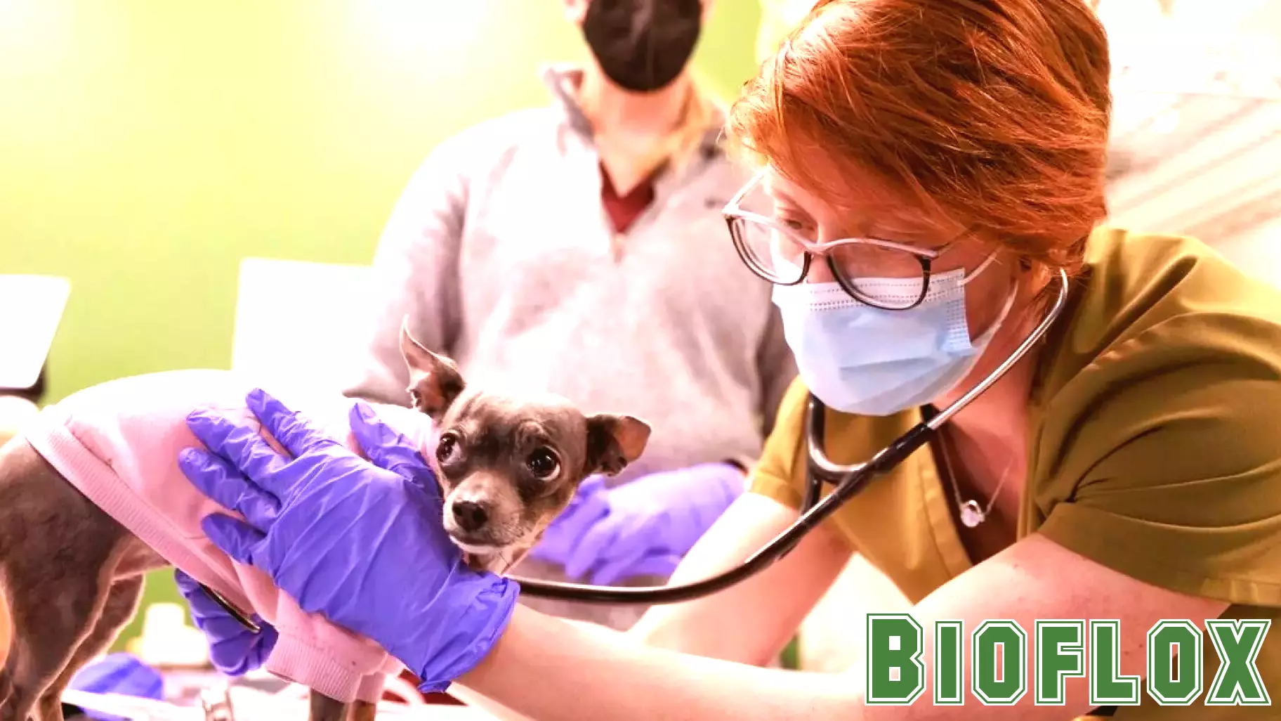 Seattle clinic gets homeless youth engaged in care by treating their pets