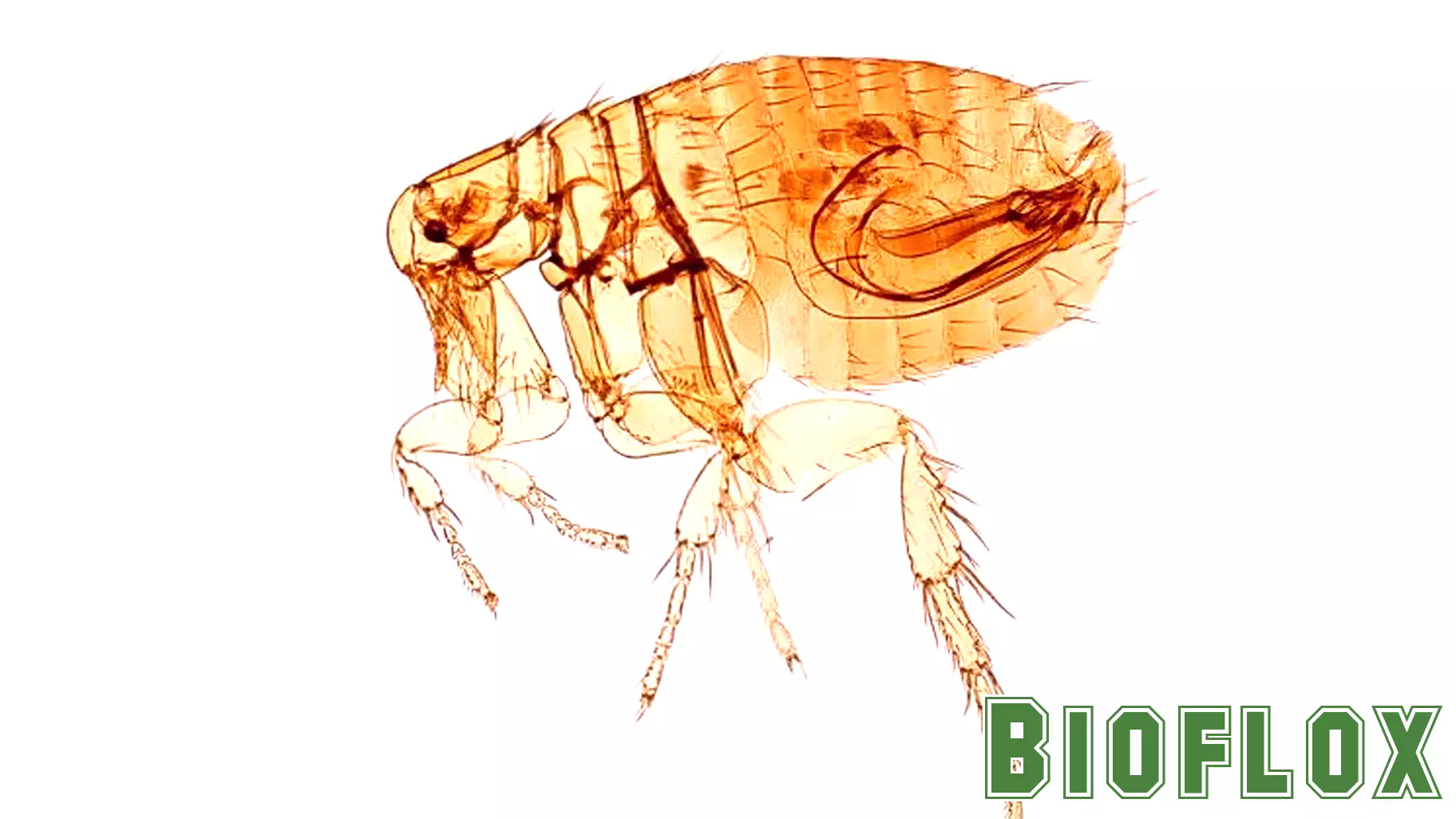 Understanding the Modern-Day Plague: Key Information Following a Recent Case in California