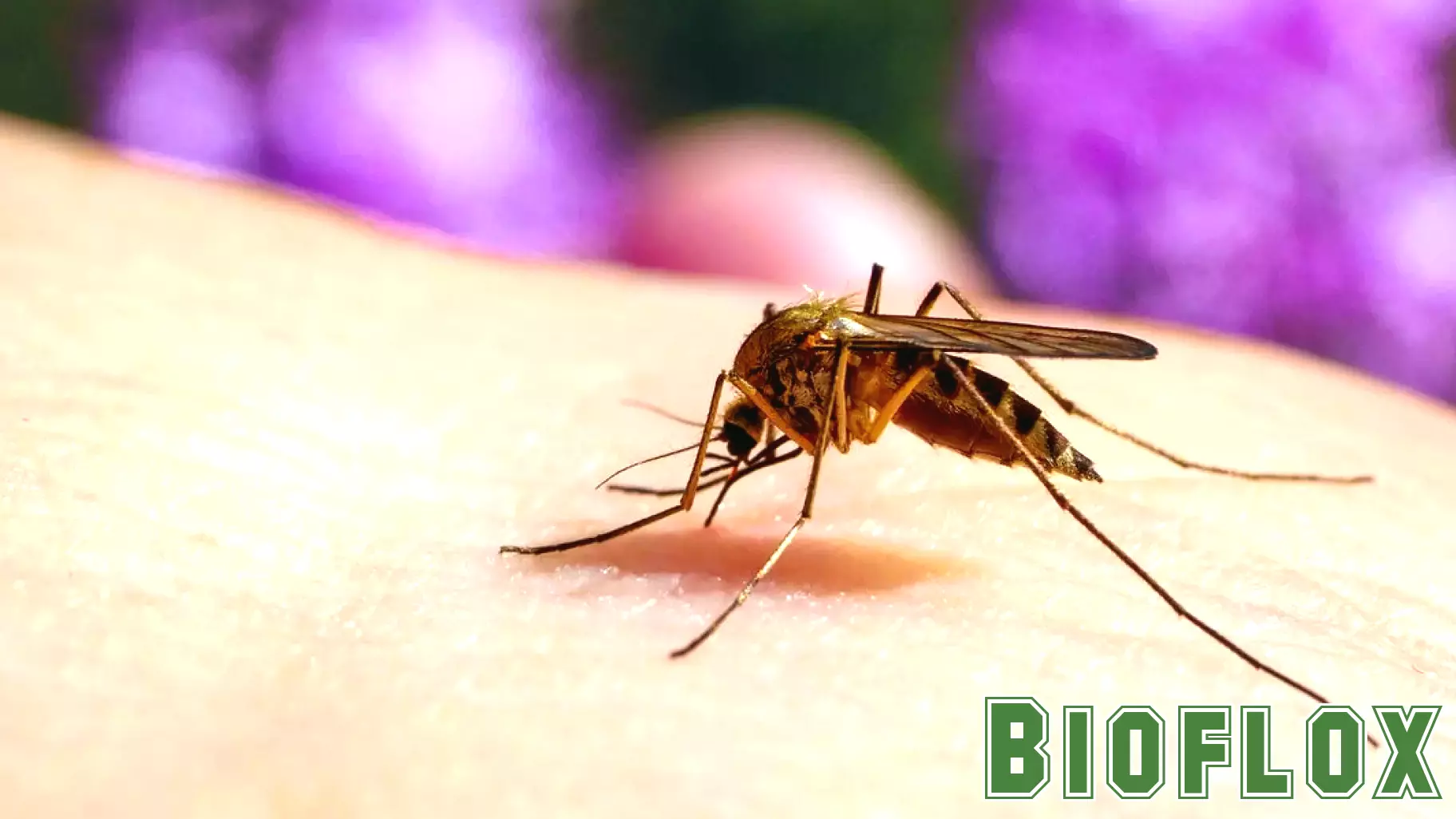 West Nile virus found in two mosquito traps in DeKalb County, health officials say
