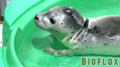 Abandoned Seal Pup Receives Care and Rehabilitation for Return to the Wild