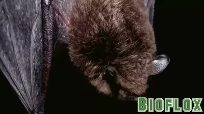 Bat tests positive for rabies in Haddonfield, health officials say