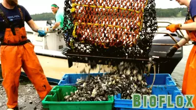 Carbon removal project supports Maine’s blue economy, broader marine health