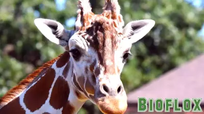 Como Park Zoo euthanizes Skeeter the giraffe, a favorite of visitors and zookeepers