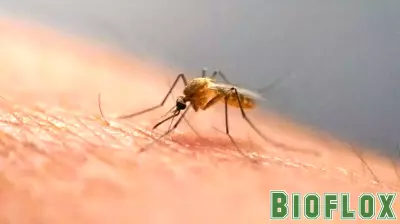 Health officials urge precautions against mosquitoes following state’s first human EEE case in 5 years