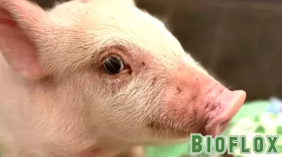 Kent County Youth Fair exhibitor tests positive for swine flu, health officials say