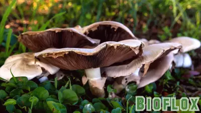 Poisonous wild bloom in CA linked to 50 illnesses, 4 deaths