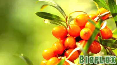 Sea Buckthorn and Respiratory Health: What Pharmacists Need to Know