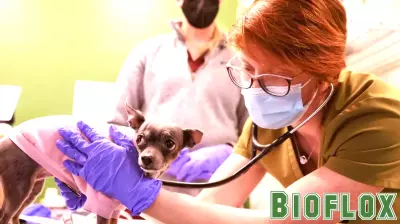 Seattle clinic gets homeless youth engaged in care by treating their pets
