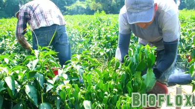 The Hidden Cost of Year-Round Strawberries