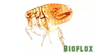 Understanding the Modern-Day Plague: Key Information Following a Recent Case in California