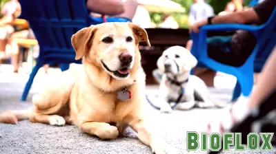 Veterinarian Warns of Health Risks Posed to Pets by Minnesota's Hazy Summer